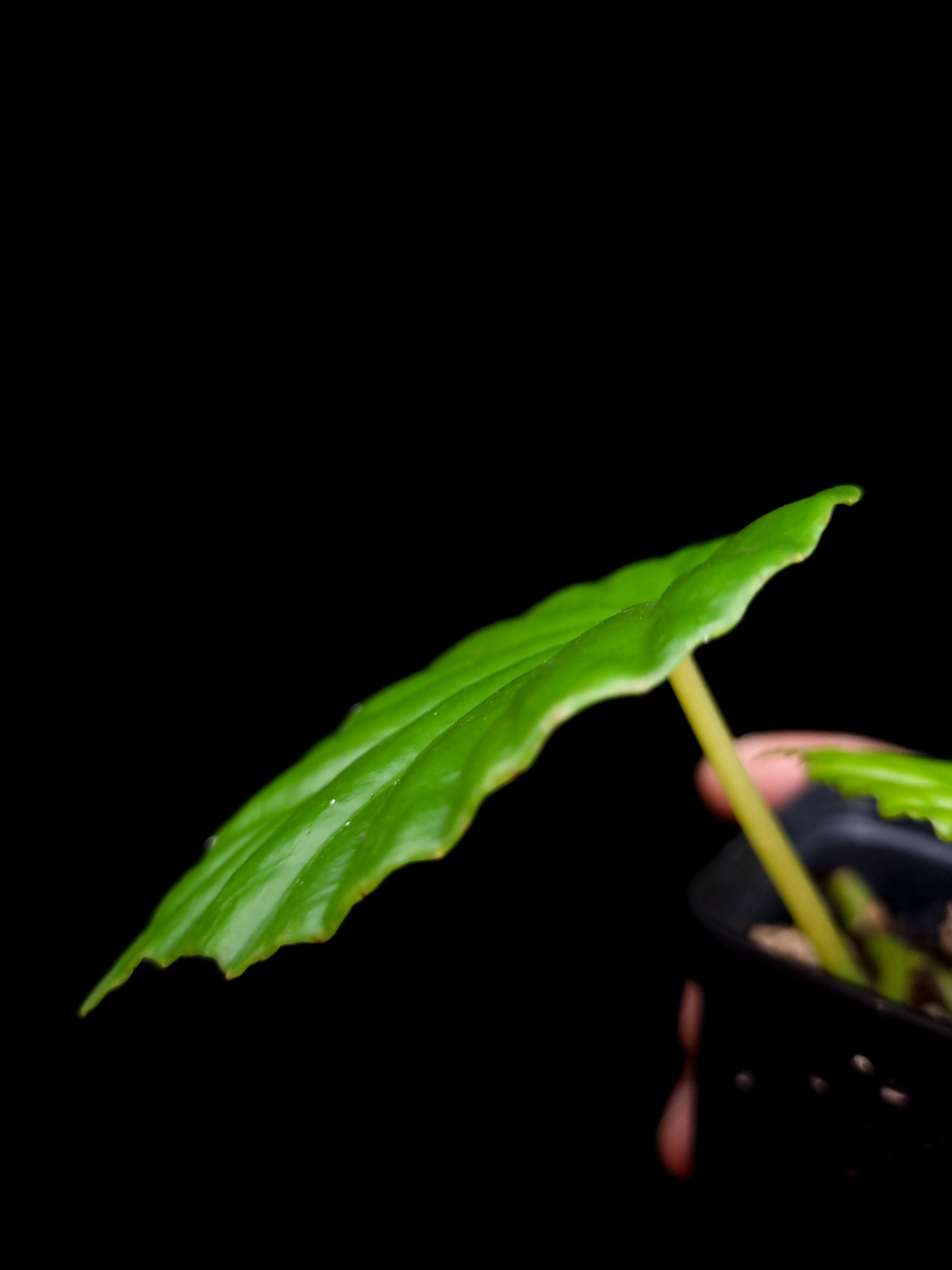 Begonia sp. Thailand potted plant sale Singapore leaf detail