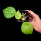 Begonia sp. Thailand potted plant sale Singapore top view