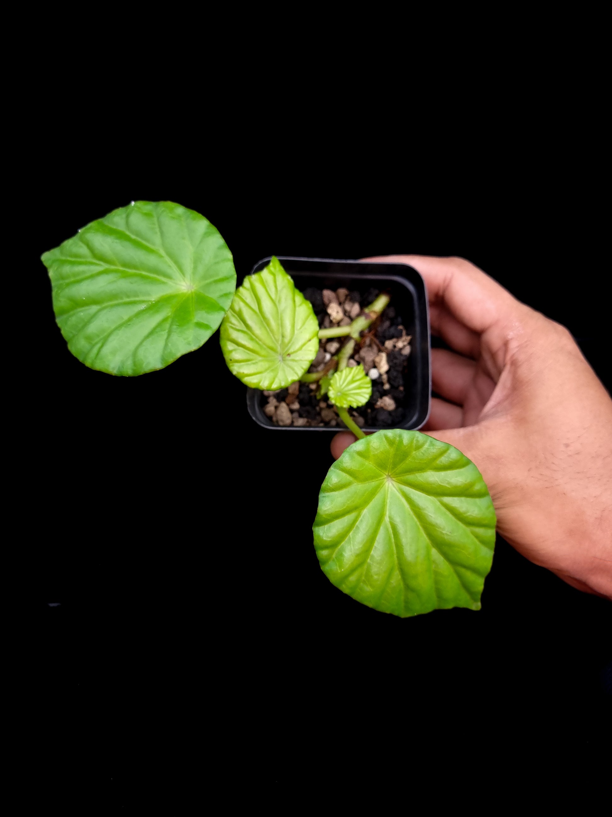 Begonia sp. Thailand potted plant sale Singapore top view