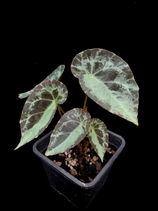 Begonia burkillii sale potted plant Singapore front view 