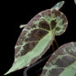 Begonia burkillii sale potted plant Singapore leaf detail