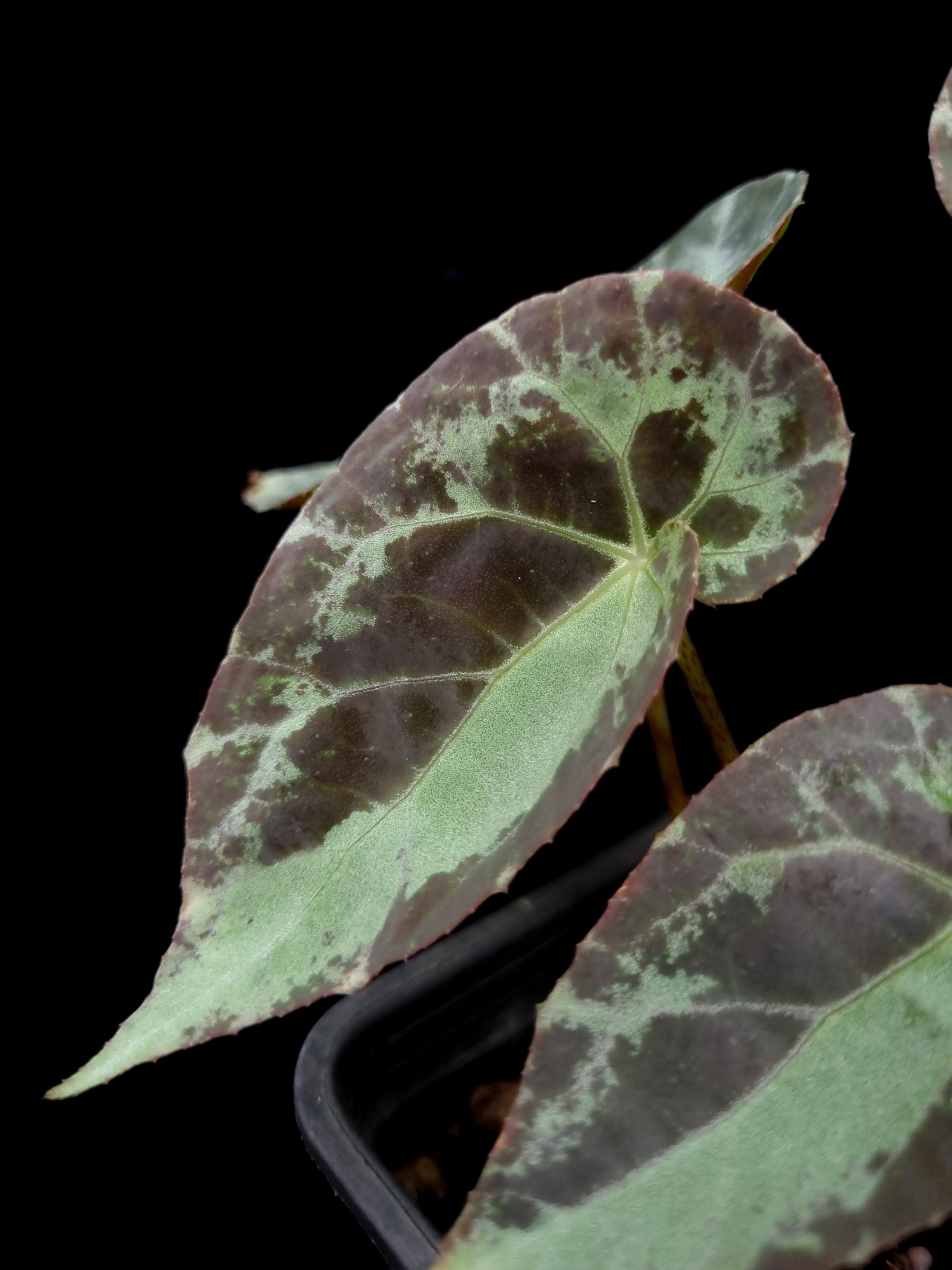 Begonia burkillii sale potted plant Singapore leaf detail