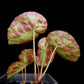 Begonia burkillii sale potted plant Singapore back view 