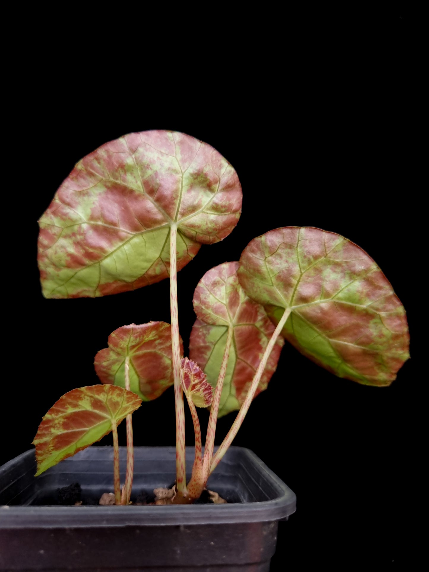 Begonia burkillii sale potted plant Singapore back view 