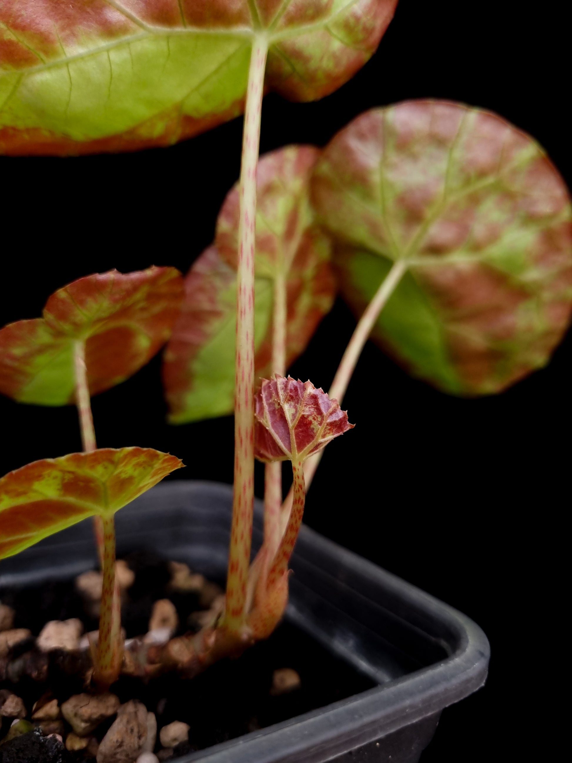 Begonia burkillii sale potted plant Singapore petiole detail