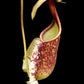 Nepenthes rafflesiana red tricolour pitcher plant carnivorous plants sale Singapore front view