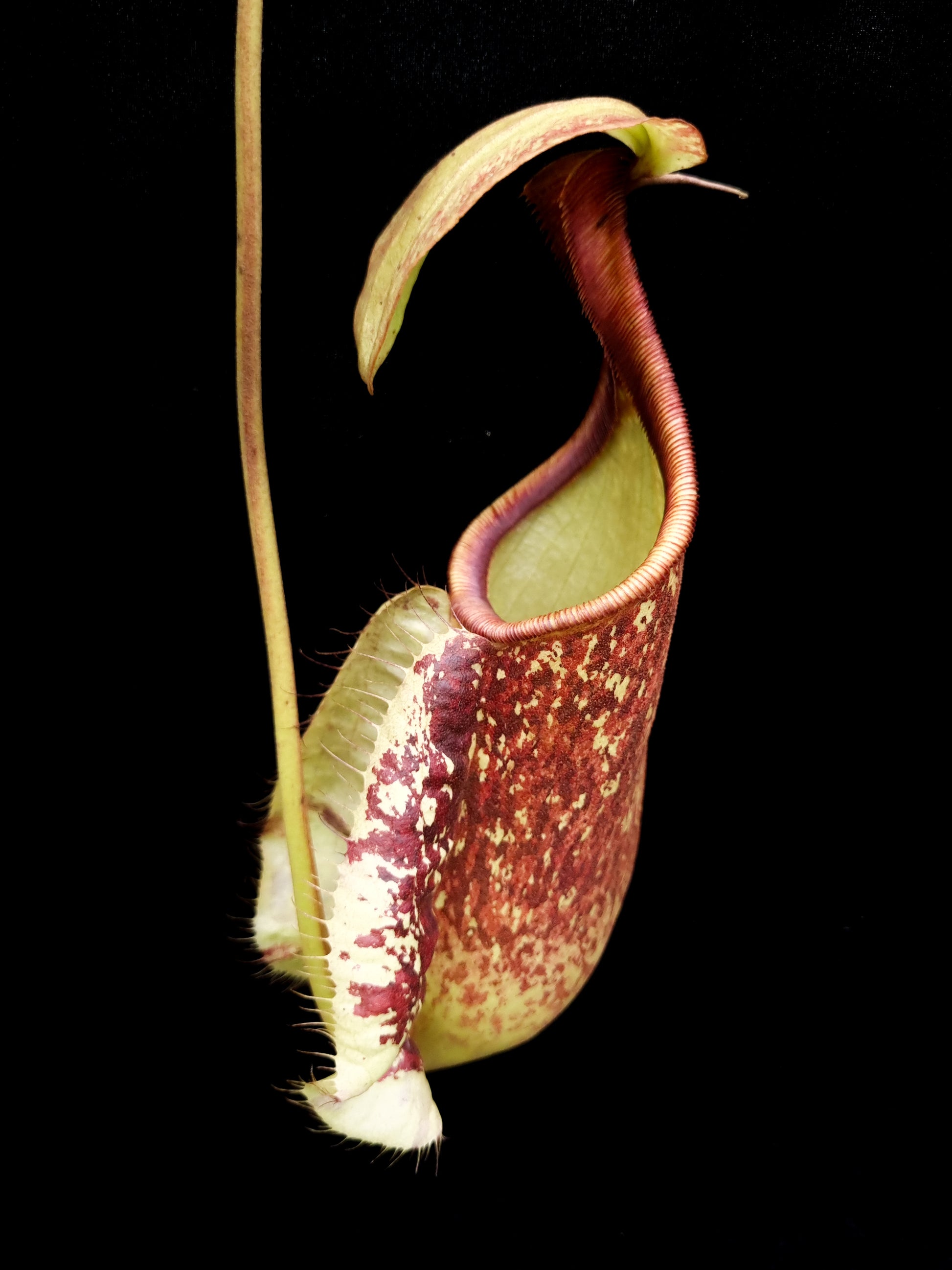 Nepenthes rafflesiana red tricolour pitcher plant carnivorous plants sale Singapore front view