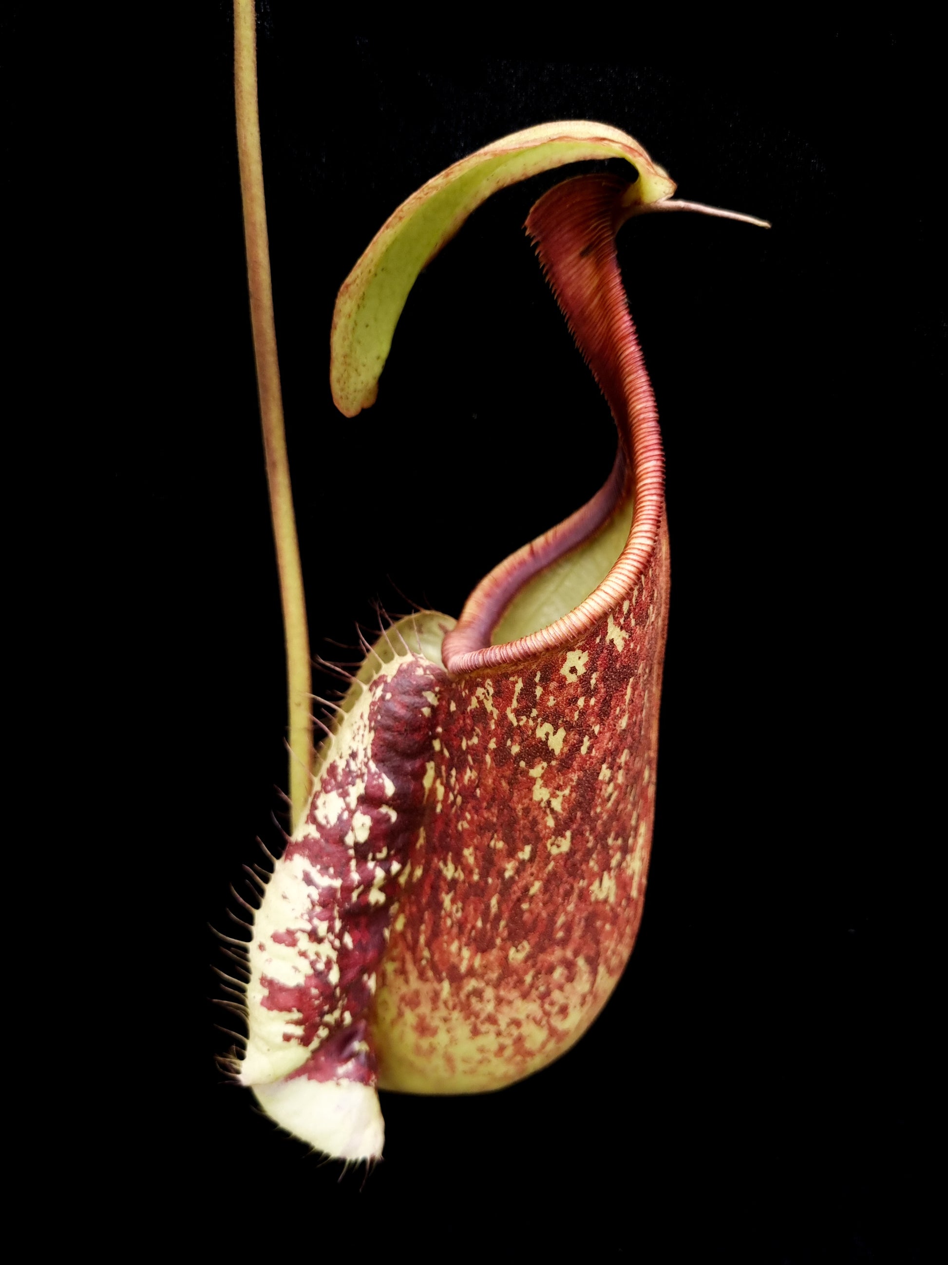 Nepenthes rafflesiana red tricolour pitcher plant carnivorous plants sale Singapore side view