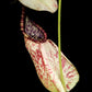 Nepenthes rafflesiana speckled pitcher plant carnivorous plants sale Singapore front view