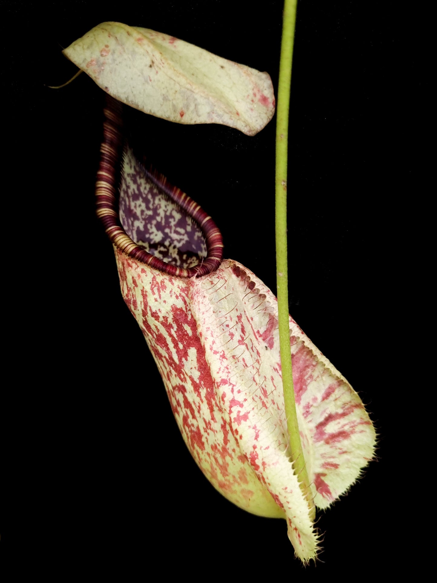 Nepenthes rafflesiana speckled pitcher plant carnivorous plants sale Singapore front view