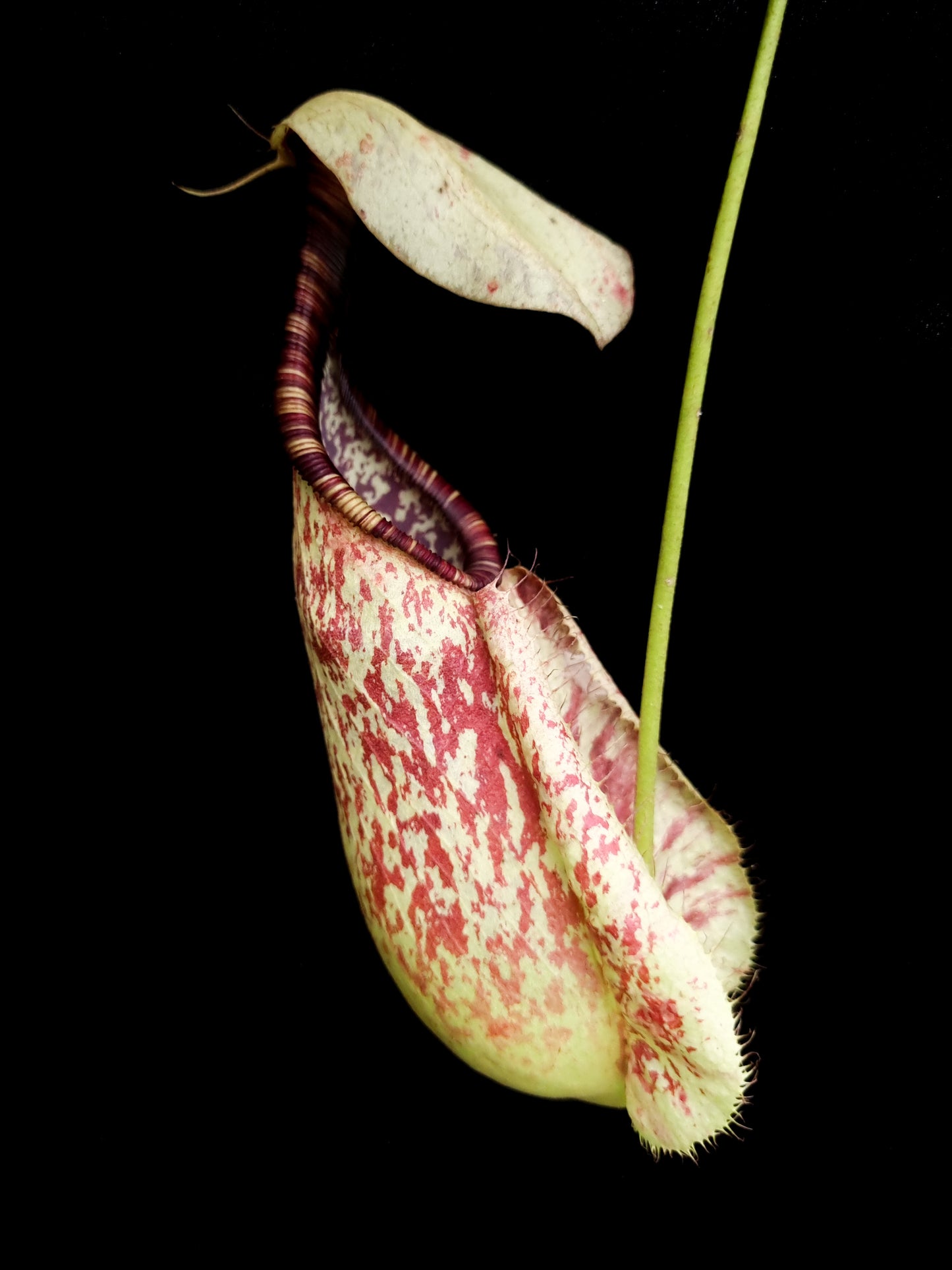 Nepenthes rafflesiana speckled pitcher plant carnivorous plants sale Singapore side view