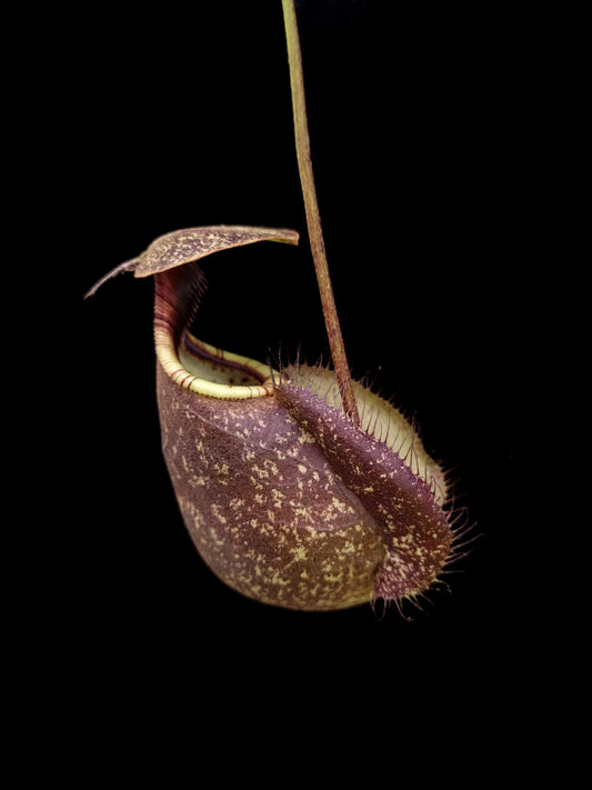 Nepenthes rafflesiana seed-grown pitcher plant sale Singapore side view 