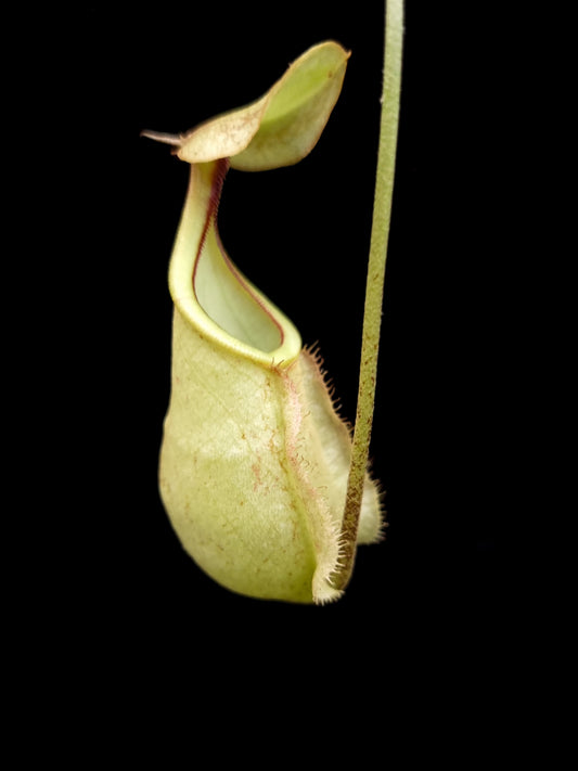 Nepenthes rafflesiana seed-grown pitcher plant sale Singapore front view 