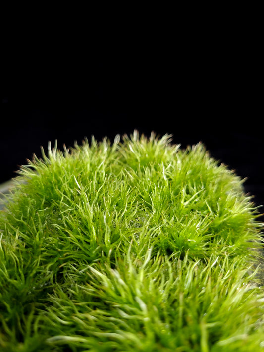 Leucobryum giganteum terrarium moss liverworts plants sale Singapore