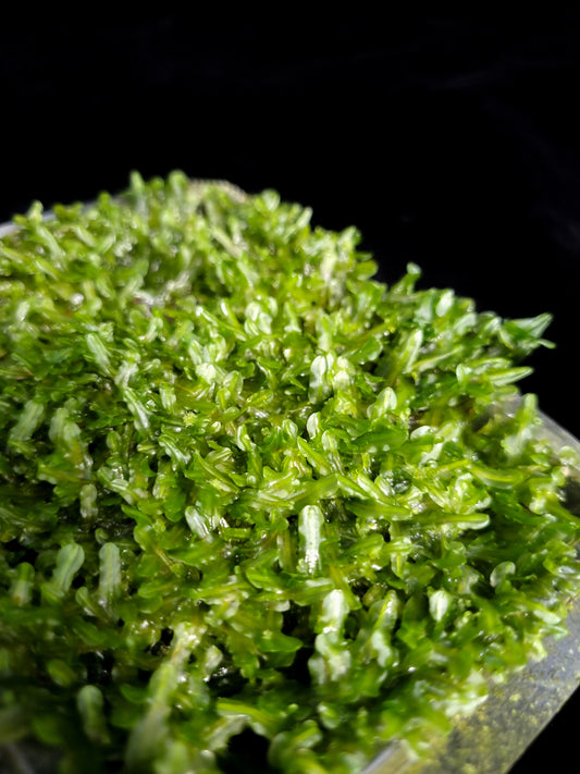 terrarium moss liverworts plants sale Singapore