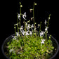 Utricularia sandersonii bladderwort carnivorous plant sale Singapore potted plant front view