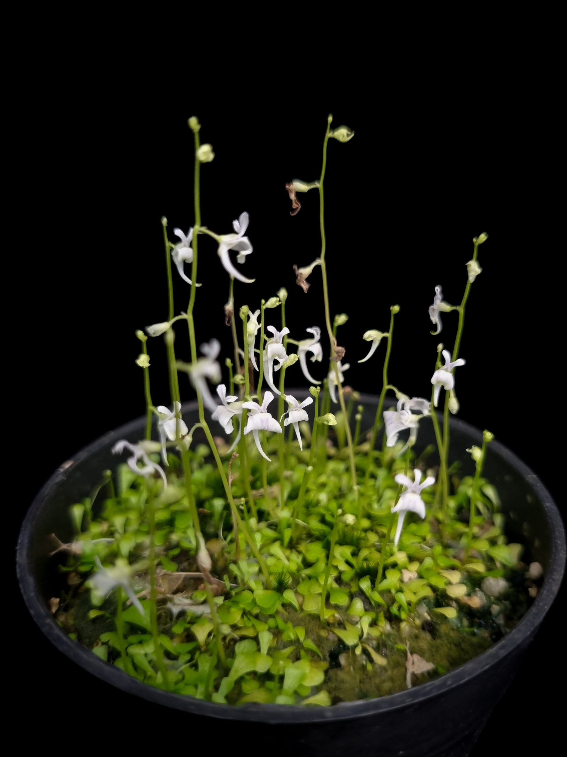 Utricularia sandersonii bladderwort carnivorous plant sale Singapore potted plant front view