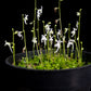 Utricularia sandersonii bladderwort carnivorous plant sale Singapore potted plant front view