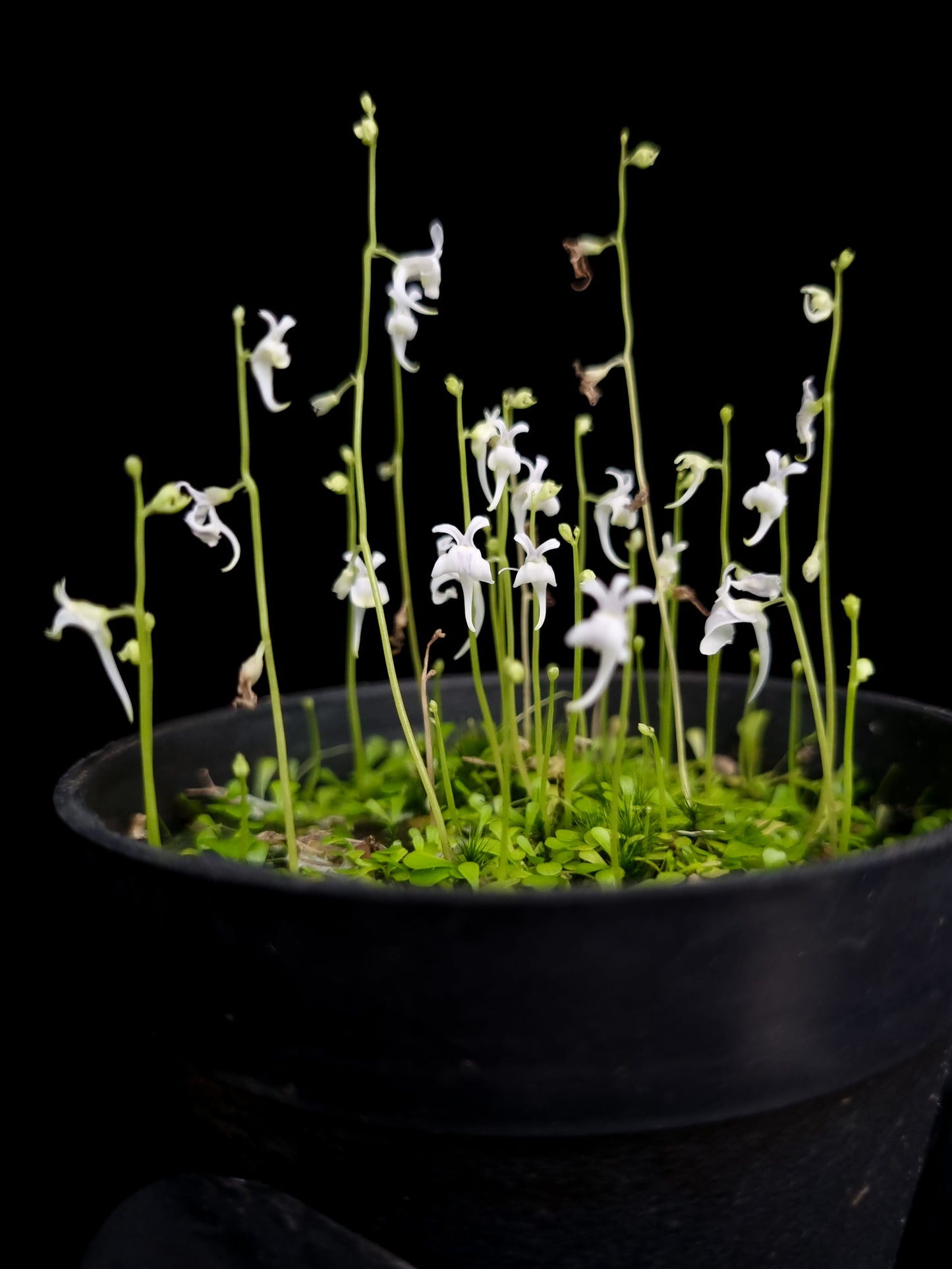 Utricularia sandersonii bladderwort carnivorous plant sale Singapore potted plant front view