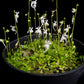 Utricularia sandersonii bladderwort carnivorous plant sale Singapore potted plant leaf detail