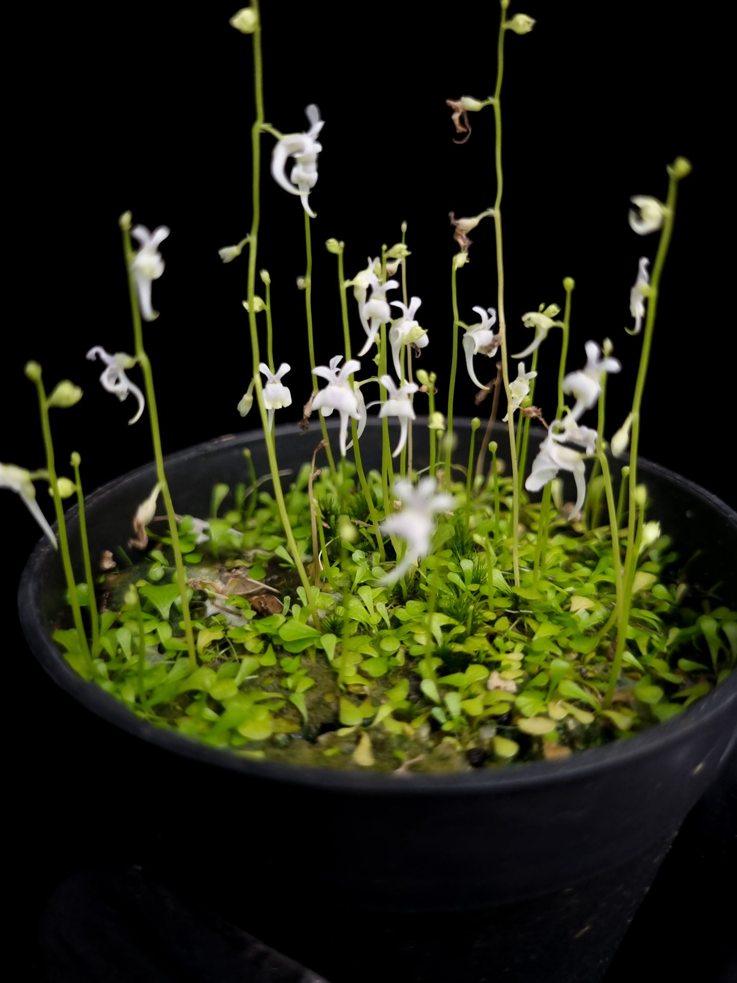 Utricularia sandersonii bladderwort carnivorous plant sale Singapore potted plant leaf detail