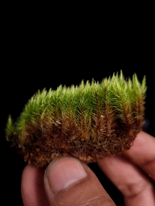 Pyrrhobryum spiniforme terrarium moss liverworts plants sale 