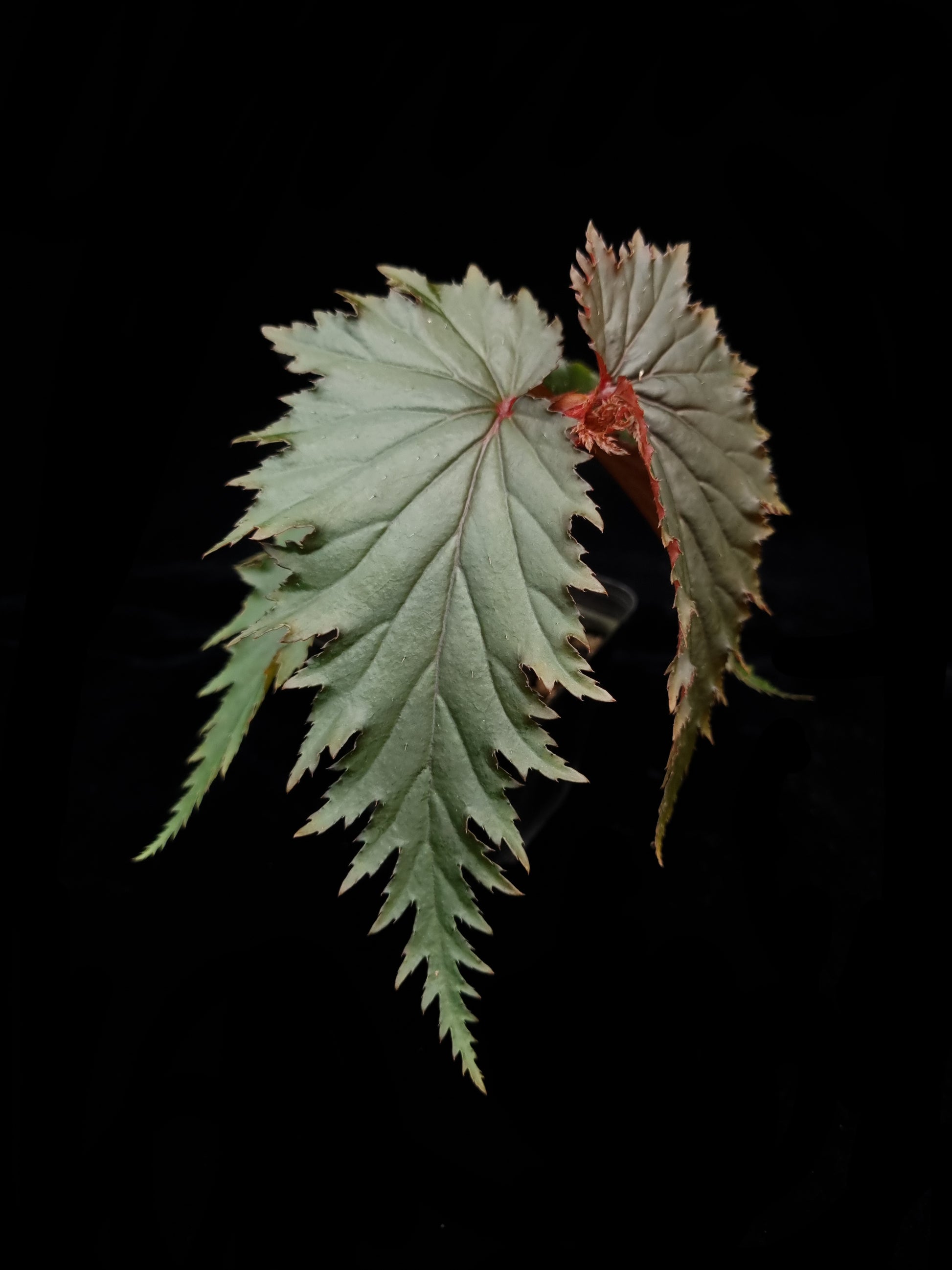 Begonia sp. Miri sale Singapore potted plant side view 