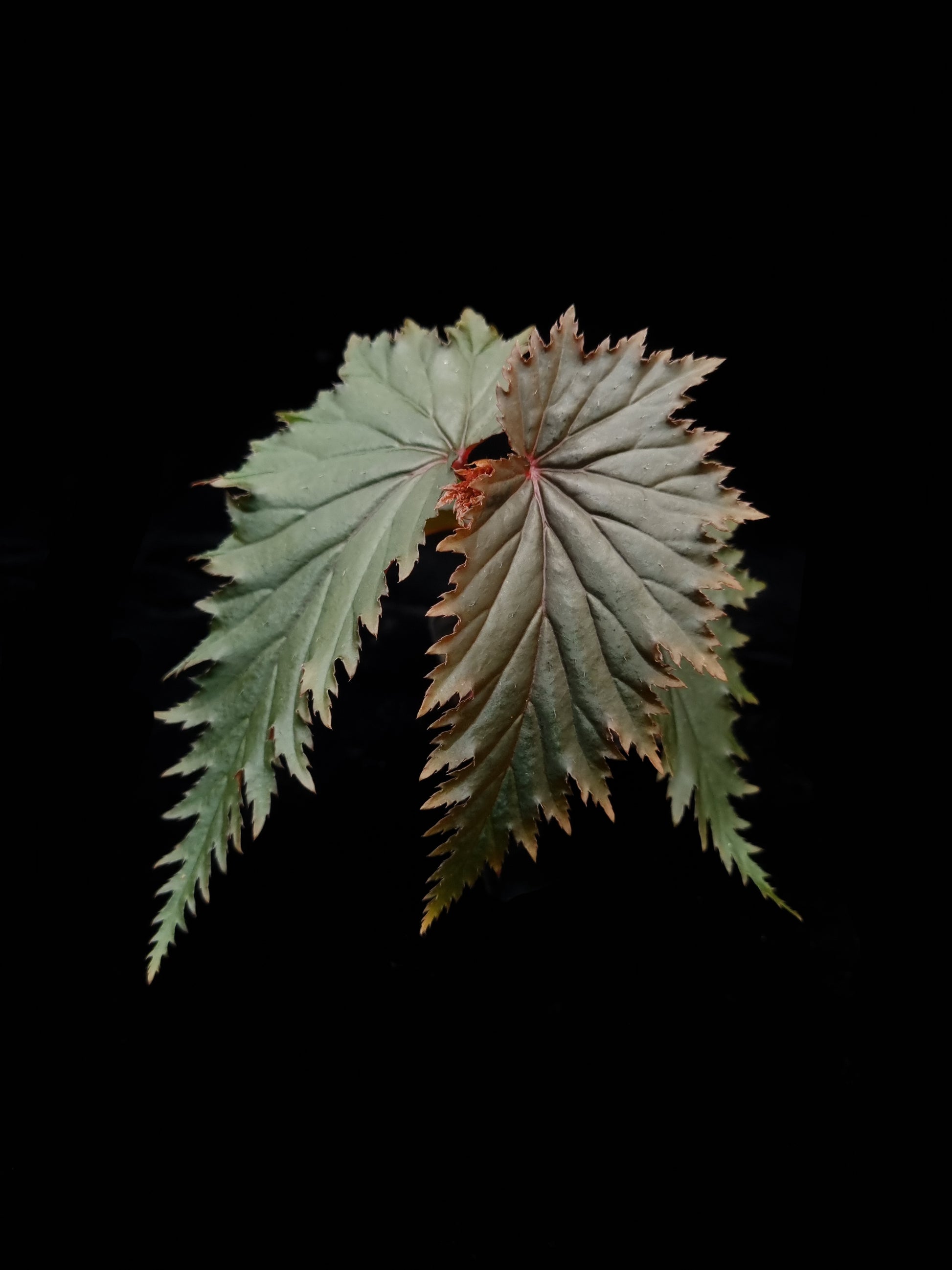 Begonia sp. Miri sale Singapore potted plant front view 