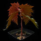 Begonia sp. Miri sale Singapore potted plant leaf abaxial