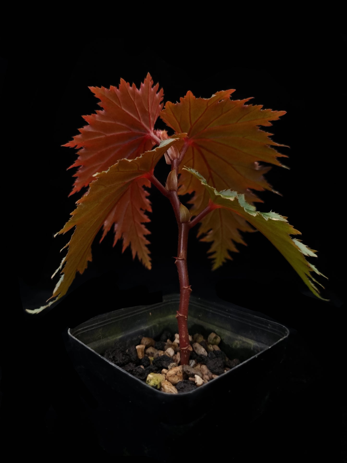 Begonia sp. Miri sale Singapore potted plant leaf abaxial