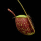 Nepenthes ampullaria red pitcher plant sale Singapore pitcher side view 