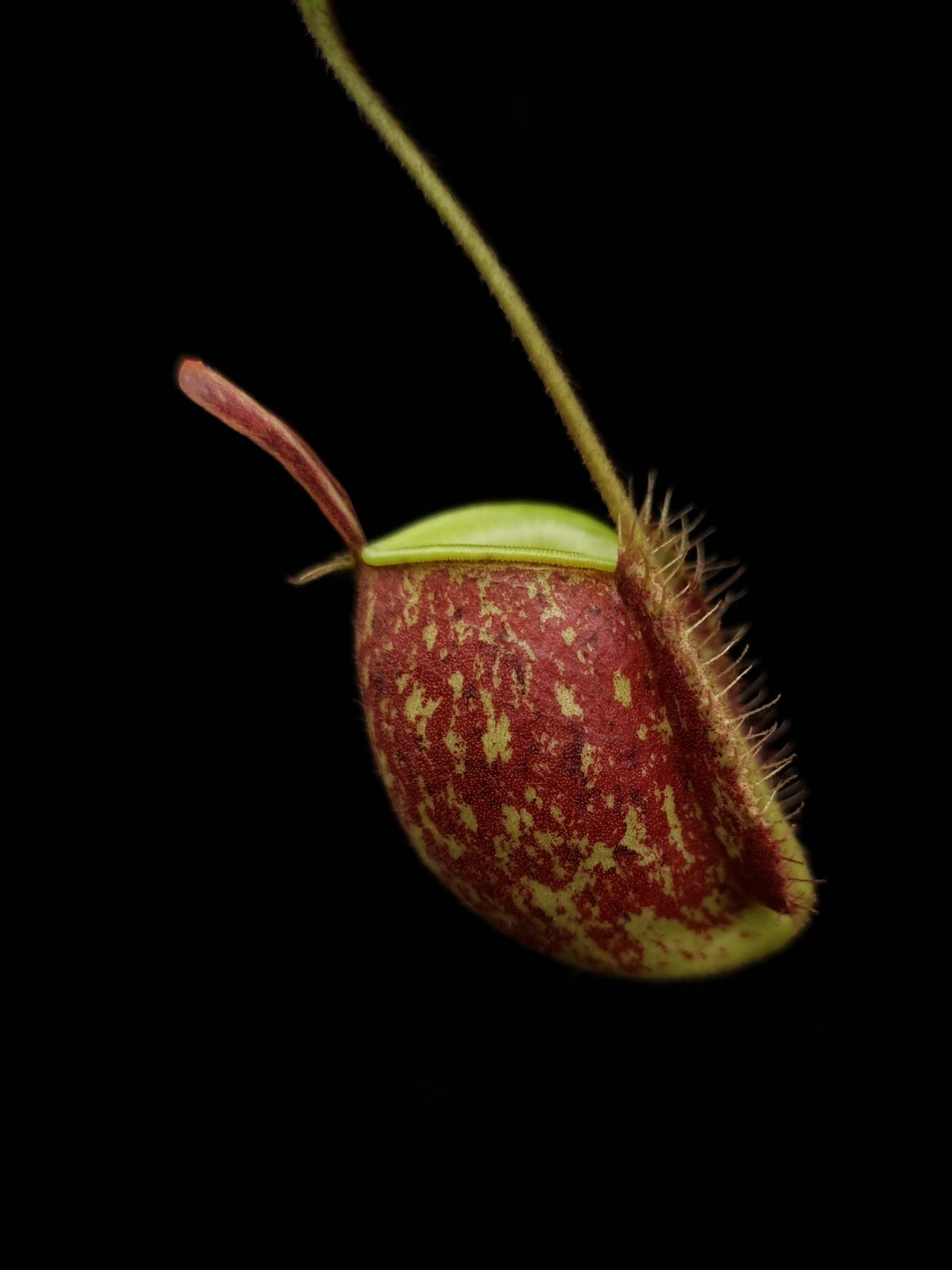 Nepenthes ampullaria red pitcher plant sale Singapore pitcher side view 