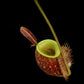 Nepenthes ampullaria red pitcher plant sale Singapore pitcher top view 