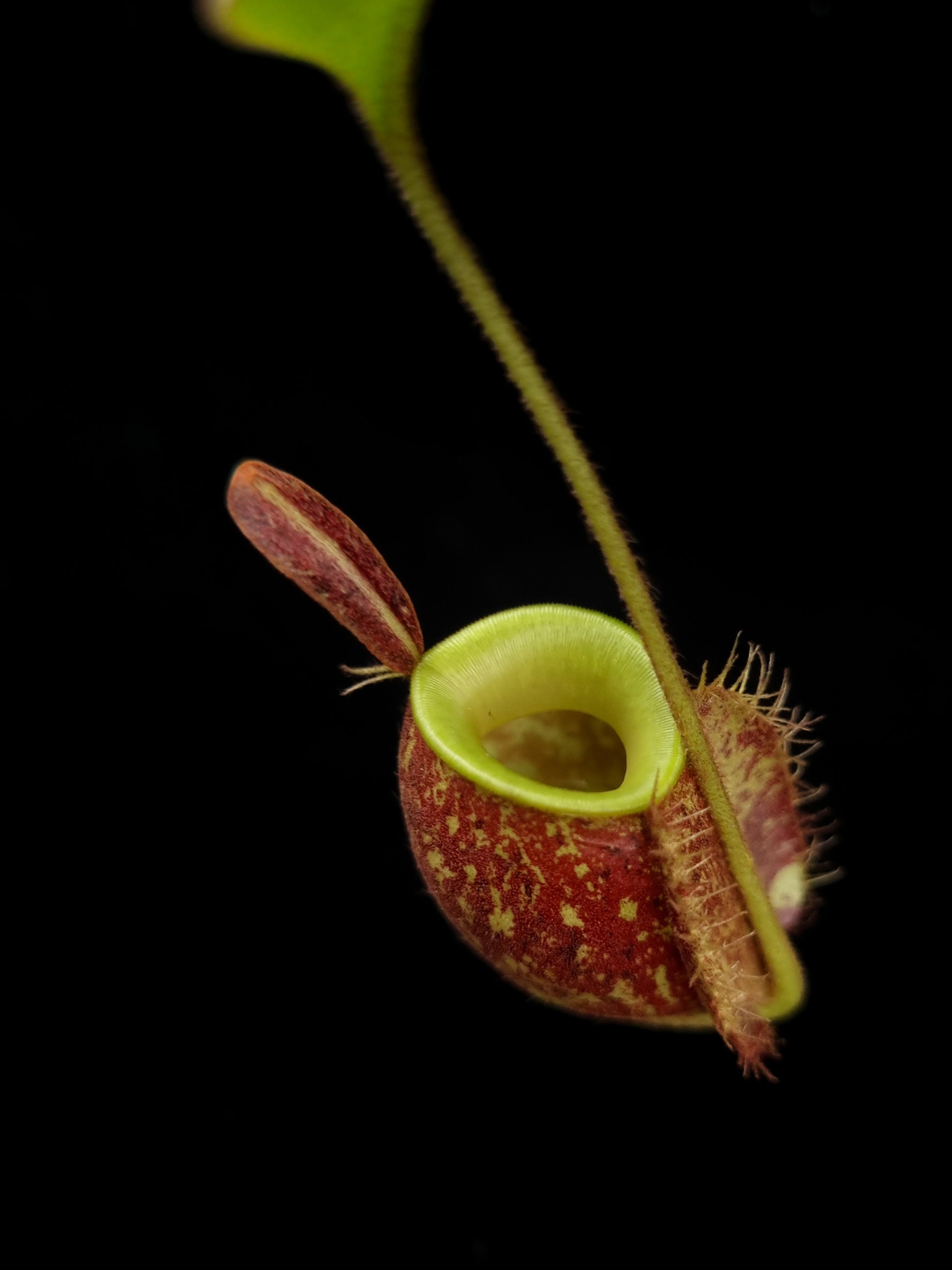 Nepenthes ampullaria red pitcher plant sale Singapore pitcher top view 