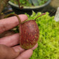 Nepenthes ampullaria red pitcher plant sale Singapore pitcher side view 