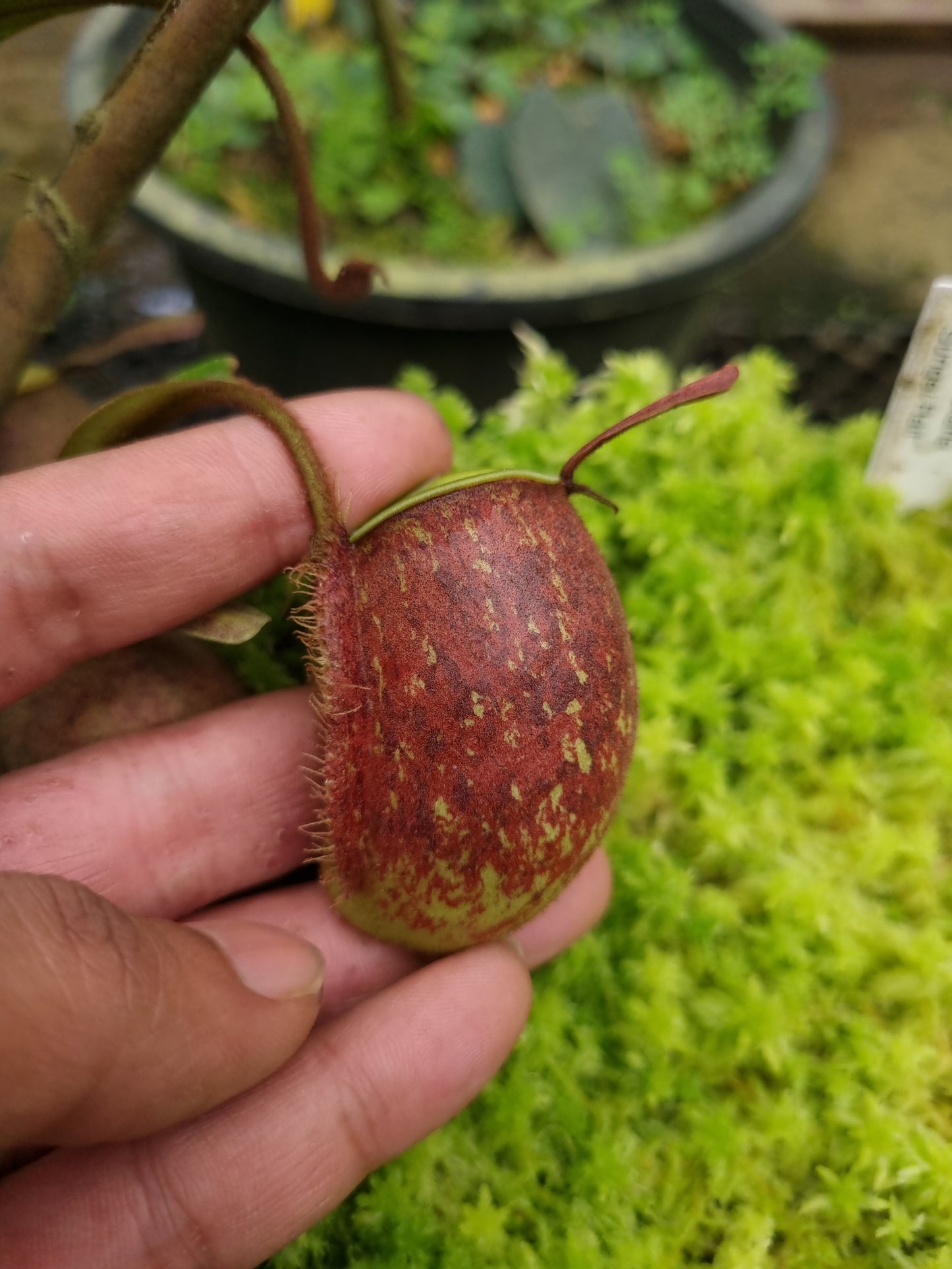 Nepenthes ampullaria red pitcher plant sale Singapore pitcher side view 