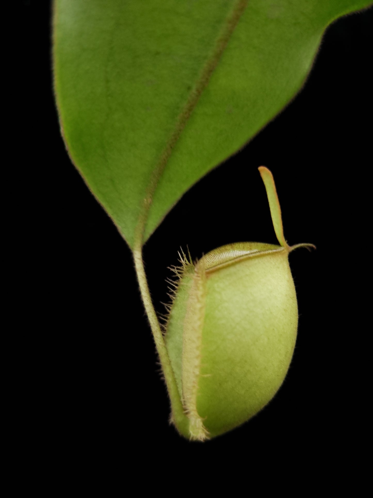 Nepenthes ampullaria seed-grown pitcher plant sale Singapore pitcher detail 