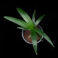 Sommieria leucophylla palm sale Singapore potted plant top view