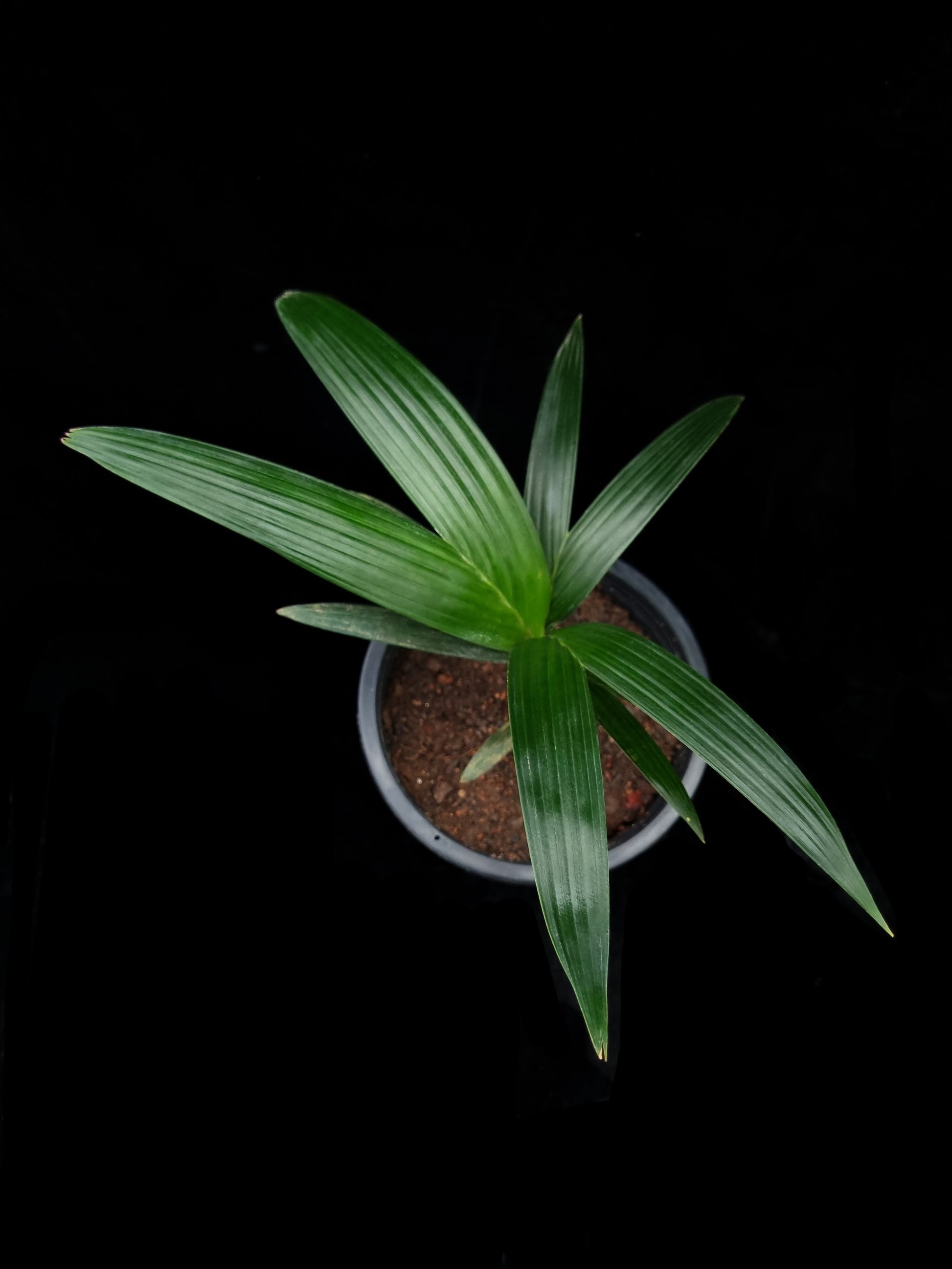 Sommieria leucophylla palm sale Singapore potted plant top view