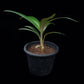 Sommieria leucophylla palm sale Singapore potted plant side view