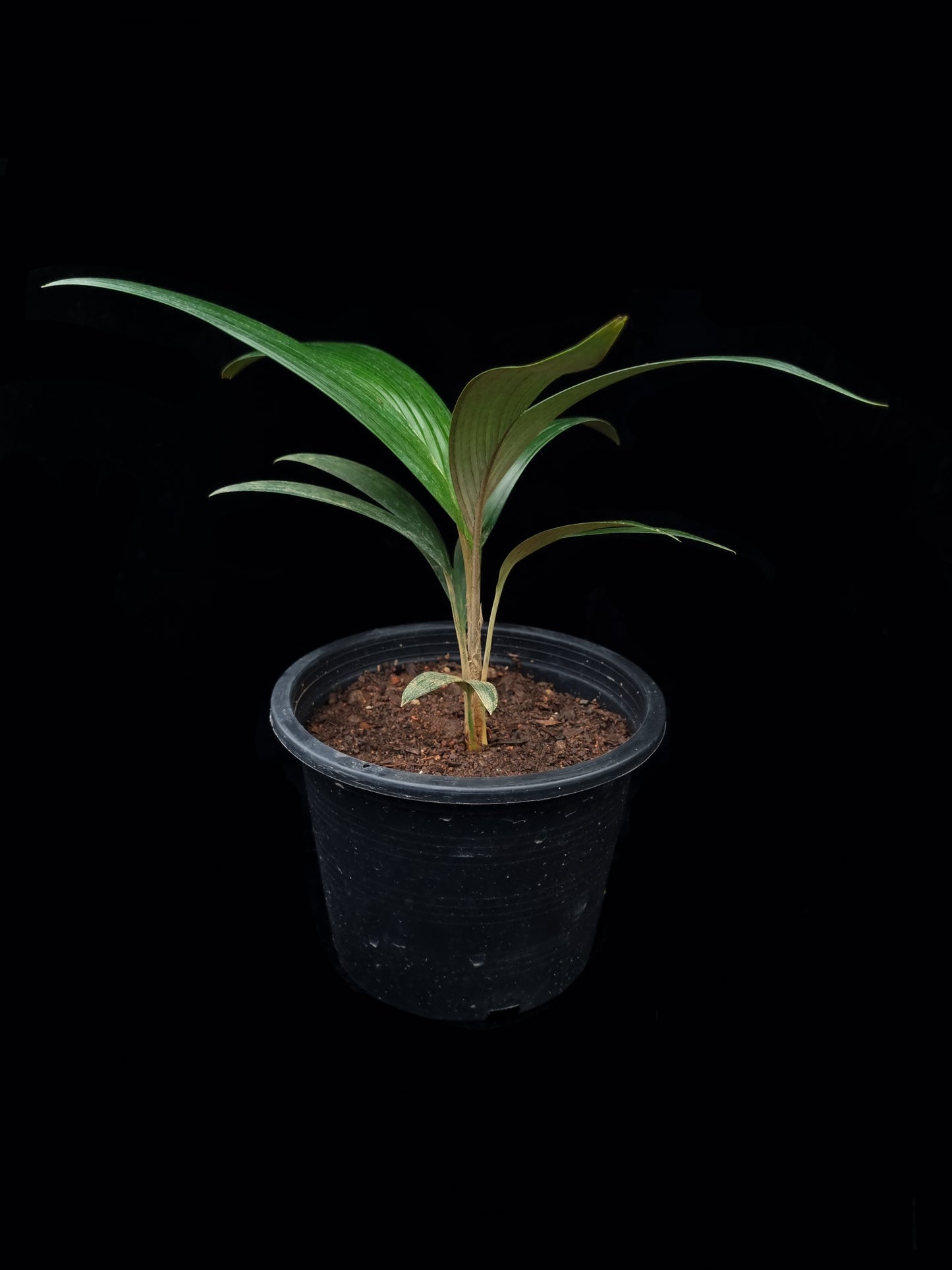 Sommieria leucophylla palm sale Singapore potted plant side view