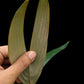 Sommieria leucophylla palm sale Singapore potted plant frond abaxial