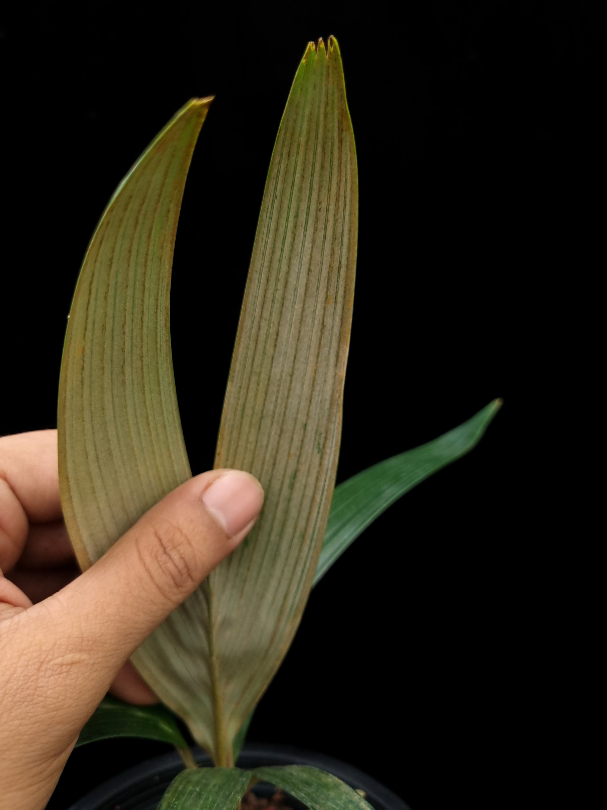 Sommieria leucophylla palm sale Singapore potted plant frond abaxial