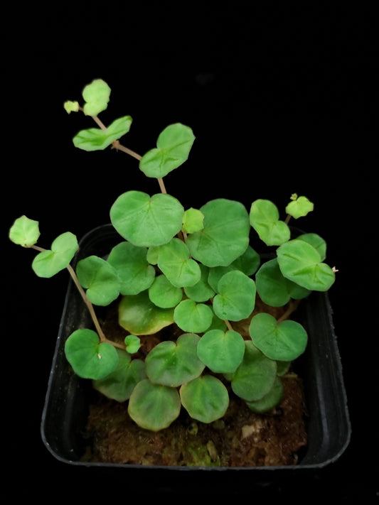 Begonia lichenora sale Singapore potted plant