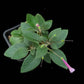 Sinningia hybrid sale Singapore potted plant top view 