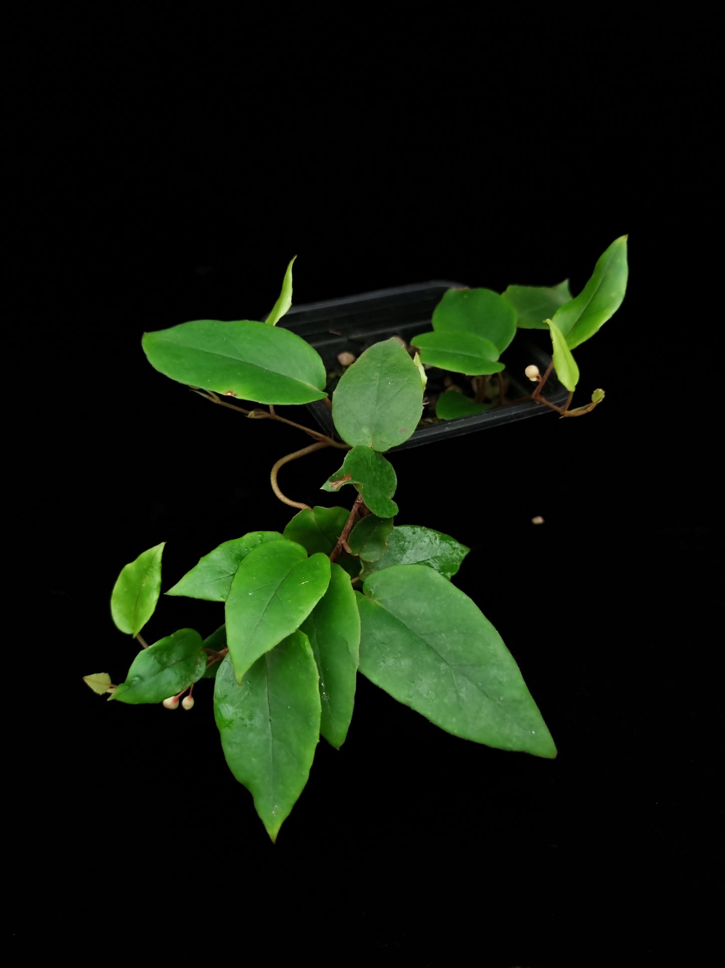 Begonia elaeagnifolia potted plant sale Singapore front view