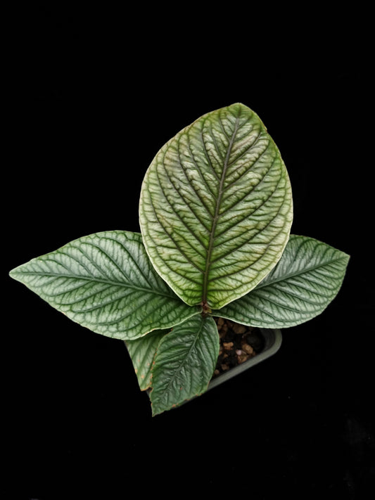 Ardisia sp. Lam Dong Vietnam potted plant sale Singapore top view  