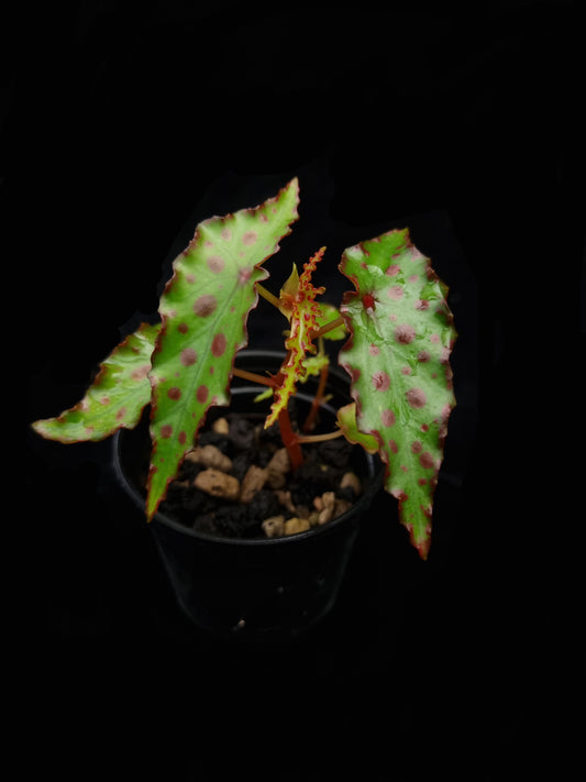 begonia amphioxus sale Singapore potted plant front view