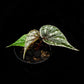 begonia sp sarikei sale Singapore potted plant front view