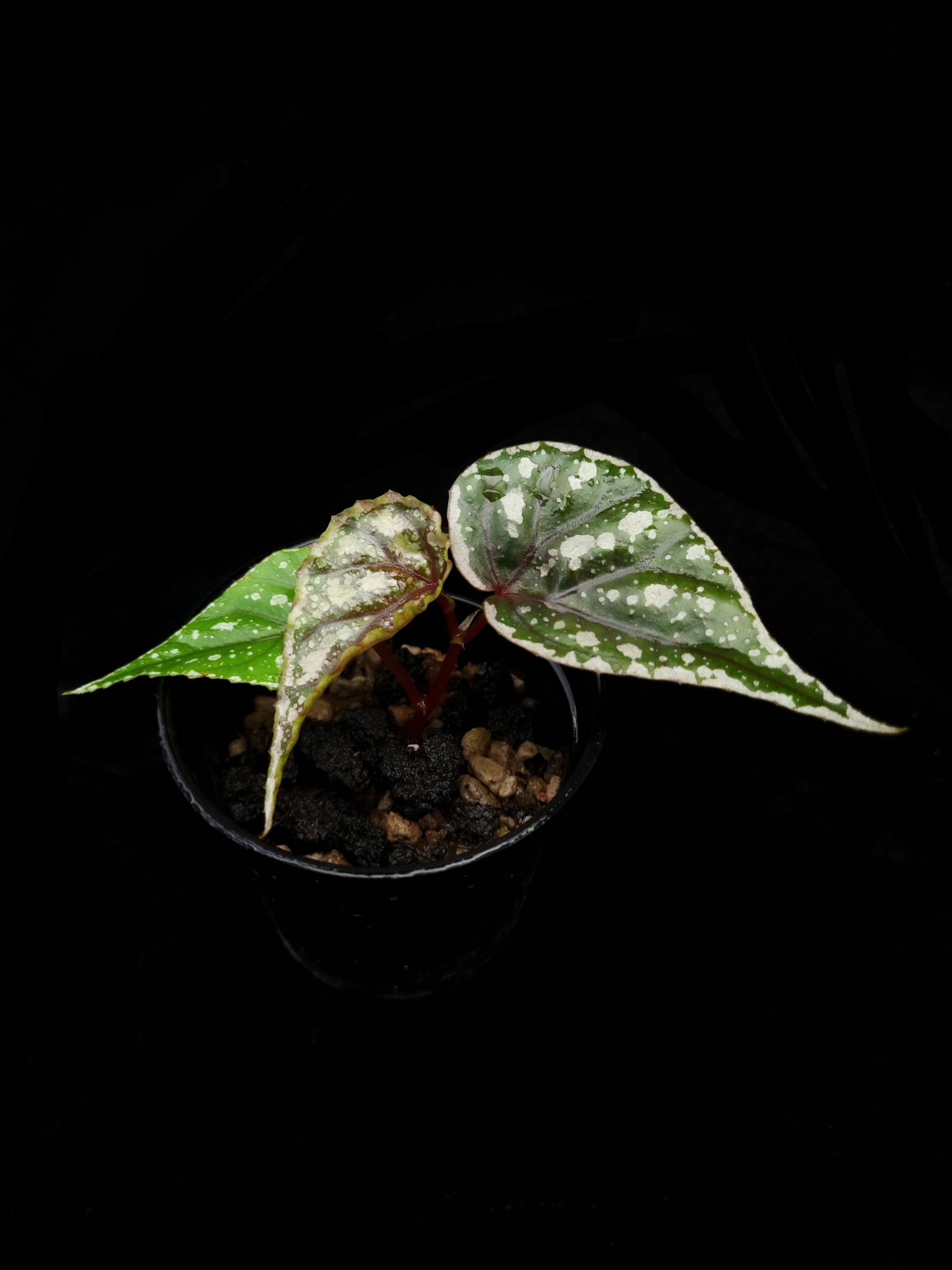 begonia sp sarikei sale Singapore potted plant front view